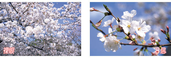 NASHICAナシカ 電動ピント8×32
DCF-MF 桜の花びらまでクッキリ!
