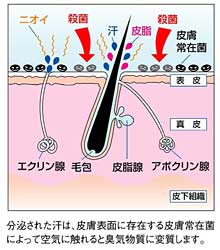 ソワイユ ボディーシャンプー 解説図
