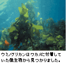 ����������ۥ磻�ȥޥ��� ������8�祻�åȡ�1��ץ쥼���