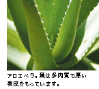 ����������ۥ磻�ȥޥ��� ������8�祻�åȡ�1��ץ쥼���
