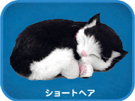 �ѡ��ե����ȥڥå� Perfect Petzzz�����硼�ȥإ�