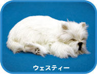 �ѡ��ե����ȥڥå� Perfect Petzzz���������ƥ���