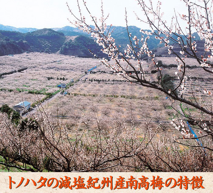 【お試し400g】減塩 紀州産 南高梅 つぶれ梅 しそ漬け