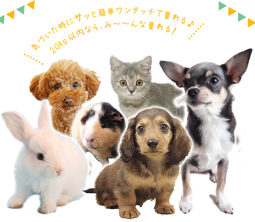 本体サイズの説明