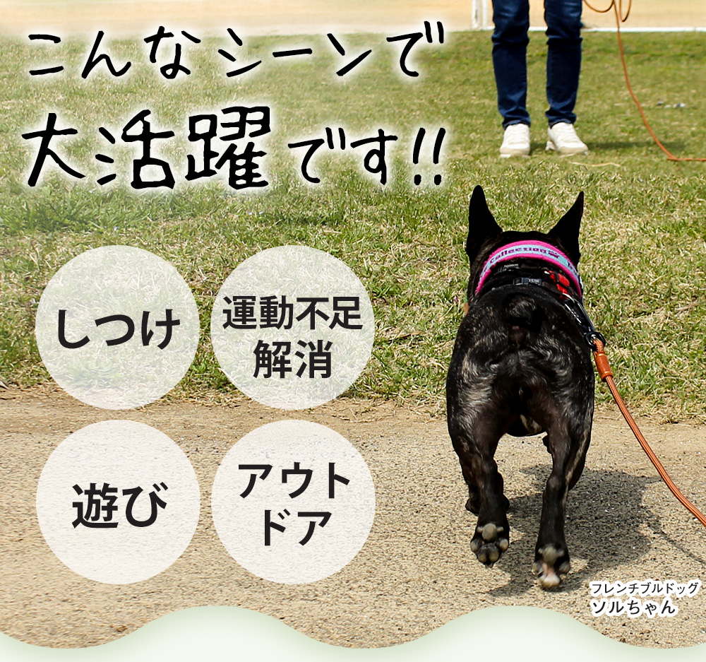 ロングリード【10m】