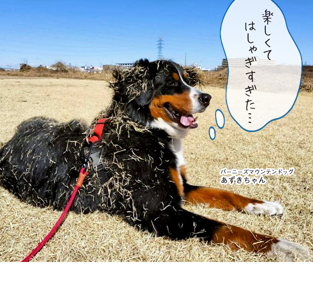 ロングリード【10m】