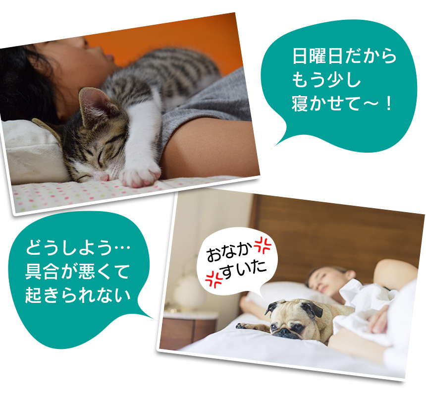 ボイスレコーダー搭載ペットフィーダー