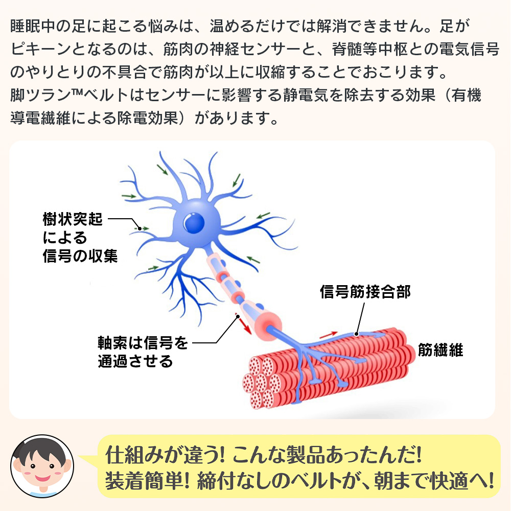 脚ツランベルト2本組