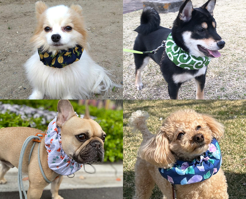 ドッグクールネックバンド